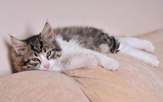 猫咪感冒咳嗽多久能好