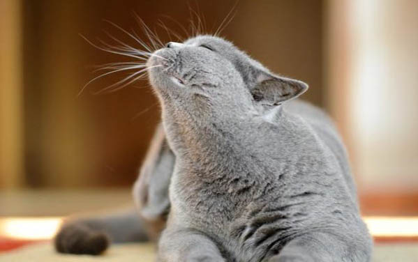 猫咪多久吃一次猫条