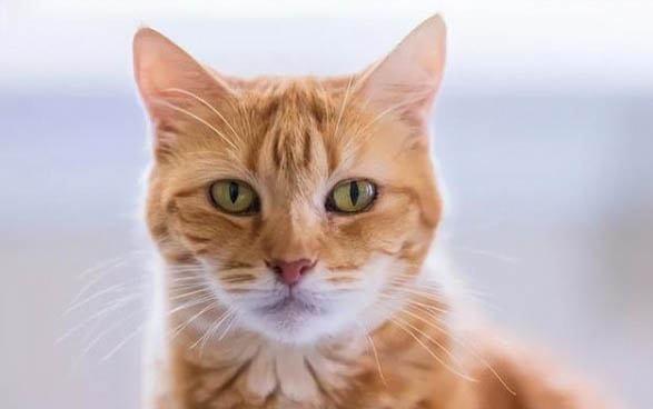 猫咪得了急性肾衰竭严重吗