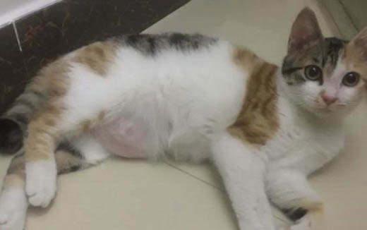为什么有的猫咪吃黄瓜吐了