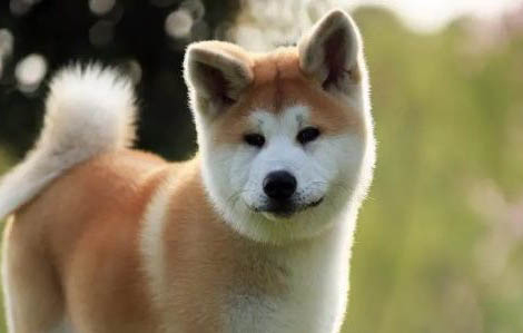 秋田犬为什么禁养