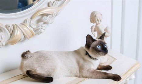 短尾猫有哪些特点