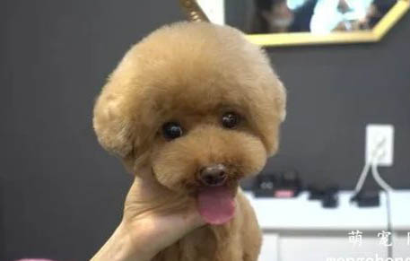 贵宾犬怀孕多久会生?