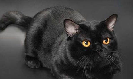 猫瘟后消毒一星期养猫可以吗