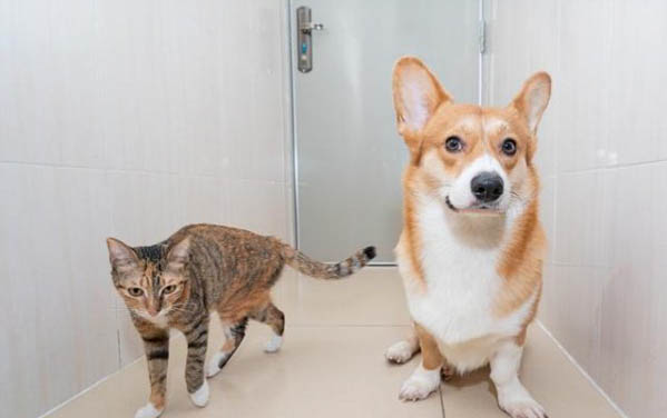 小猫尿道感染多久能好