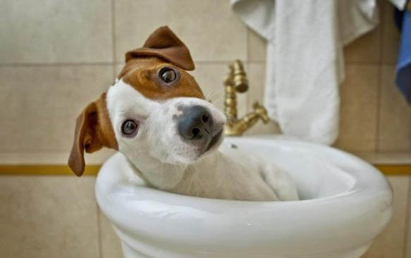 怎样训练小狗狗自己上厕所