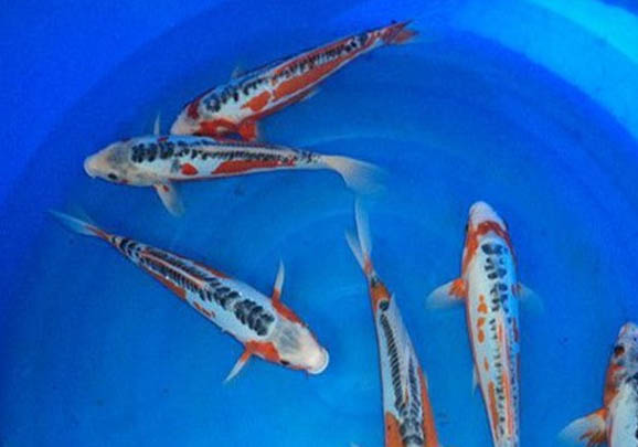 锦鲤夏天怎么喂食