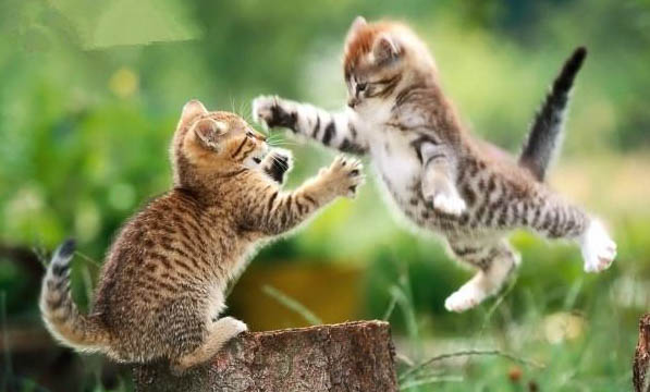 猫咪很怕臭吗为什么呢