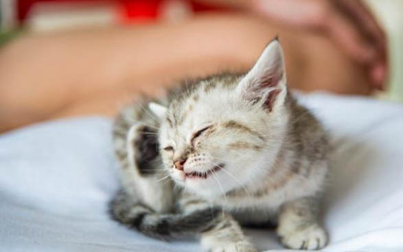 猫咪拉稀还有放屁声?