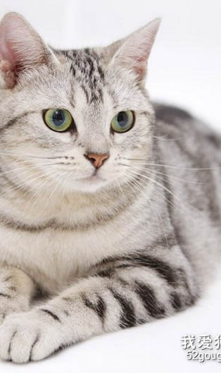 为什么猫会用猫砂