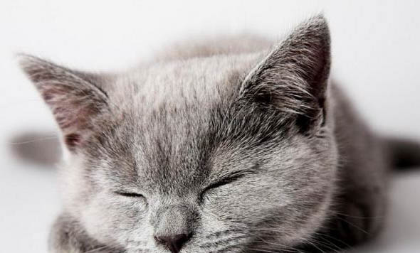 猫咪发出呼噜呼噜的声音是什么原因？