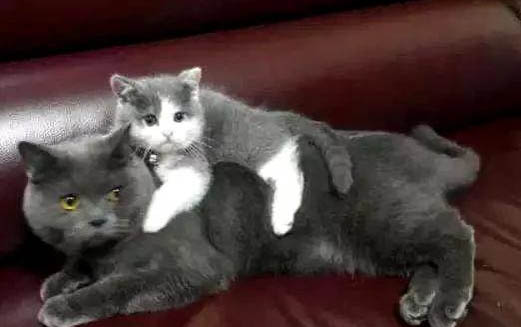 大猫和小猫可以一起养吗