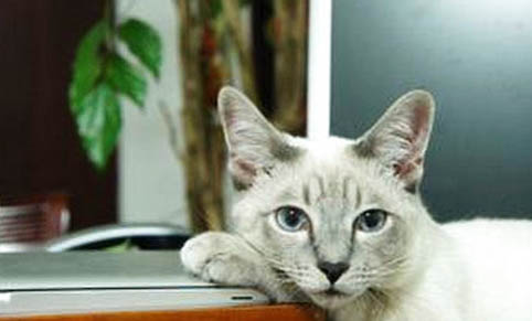 猫瘟拉肚子是什么颜色的