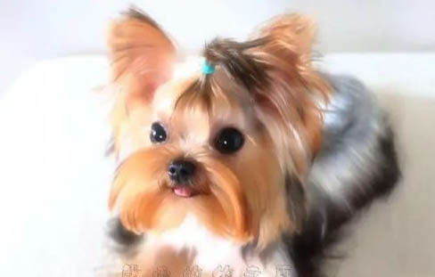 狗狗胰腺炎怎么办?