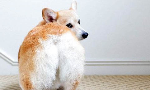 柯基犬鼻子出血的原因及处理方法