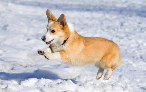 犬瘟症状有哪些表现