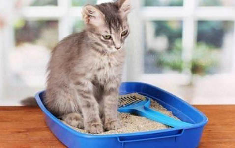 母猫生产前会大量喝水吗