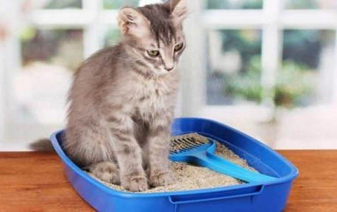 母猫一般怀孕多久生小猫?
