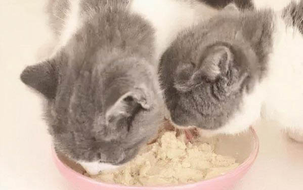 养猫咪好还是养狗好