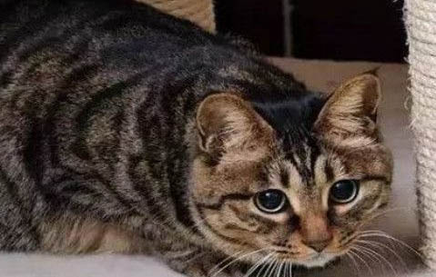 花狸猫和狸花猫区别