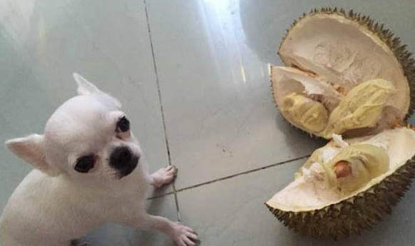 狗狗绦虫病有哪些症状