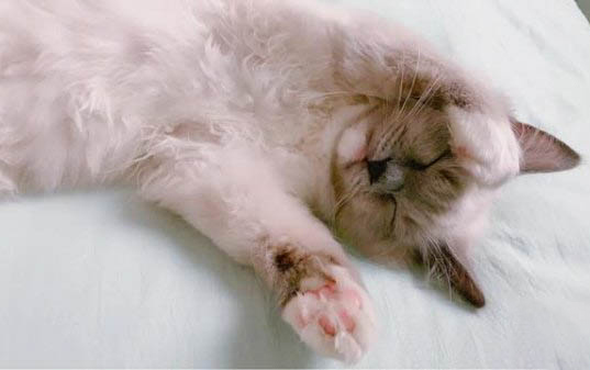 小猫晚上不睡觉特别闹