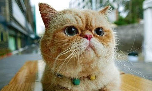 猫打完妙三多发烧可以吃退烧药吗