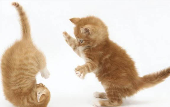 猫咪感染猫瘟的途径有哪些