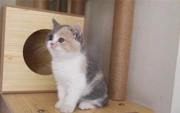 小猫吐白沫怎么回事