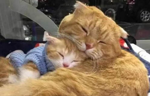 猫咪空调开多少度合适