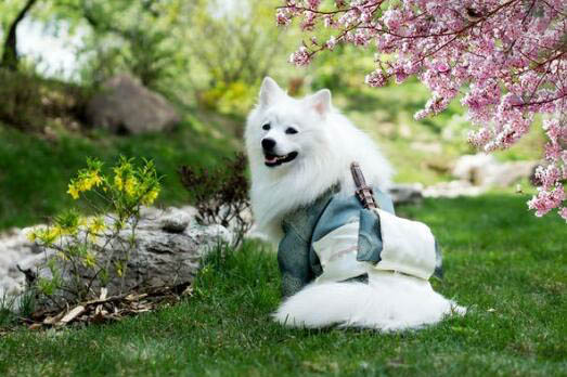 巴吉度犬多大是成犬