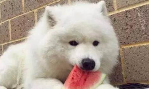 狗能不能吃梨子