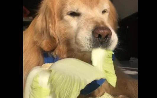 训练狗狗都应该注意哪些事项