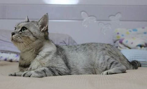 几个月的猫咪可以用猫薄荷啊?