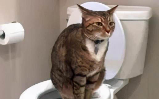 猫咪突然压低身子走路
