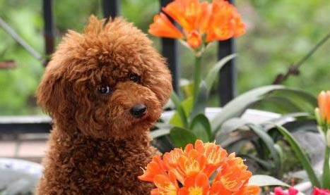 贵宾犬认几个主人?
