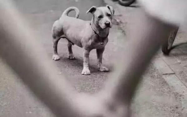 狗狗乳腺肿瘤早期症状有哪些