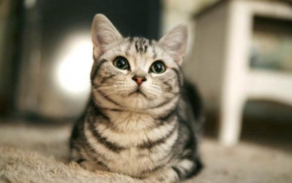 猫咪吃太多零食会得猫癣吗