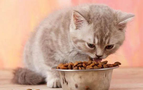 猫丢了如何能够快速找回来呢