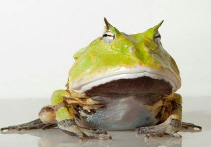 角蛙多久脱一次皮