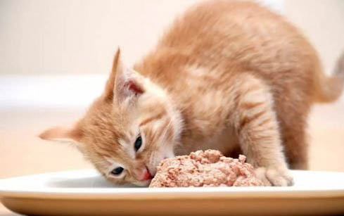 两个月左右的小猫咪可以饿多长时间？