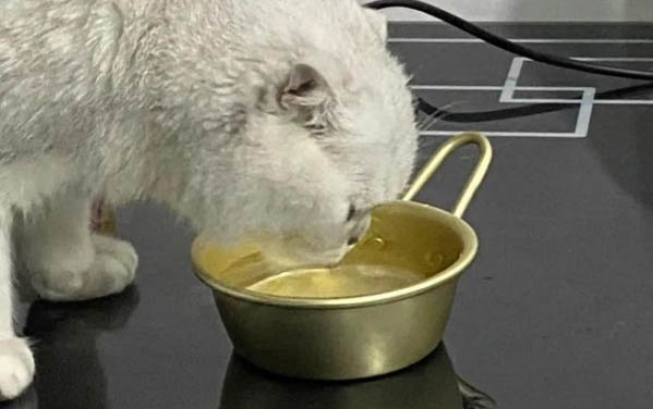 猫病了不吃不喝怎么办