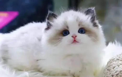 长尾巴猫咪是啥品种