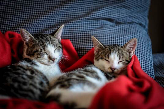 美短母猫几个月可以生小猫