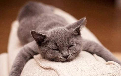 猫咪体外驱虫后多久可以舔毛
