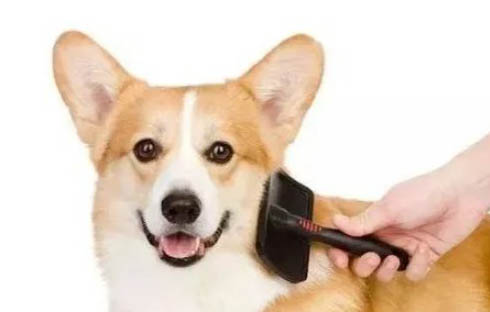 狗狗假孕现象多久才能恢复正常生活