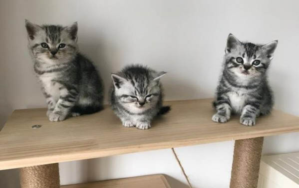 小猫40天能离开妈妈吗？