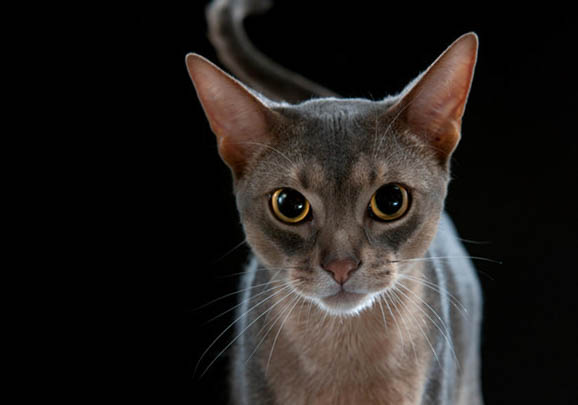 阿比西尼亚猫尿闭的原因及处理方法