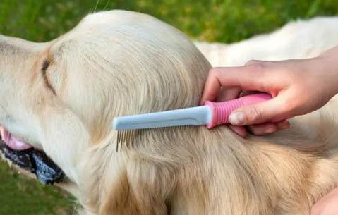 狗狗四脚朝天扭动的原因及处理方法