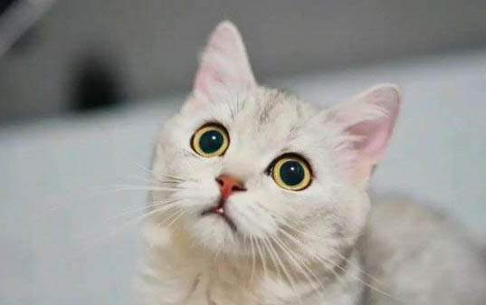 小猫绝育后注意事项有哪些